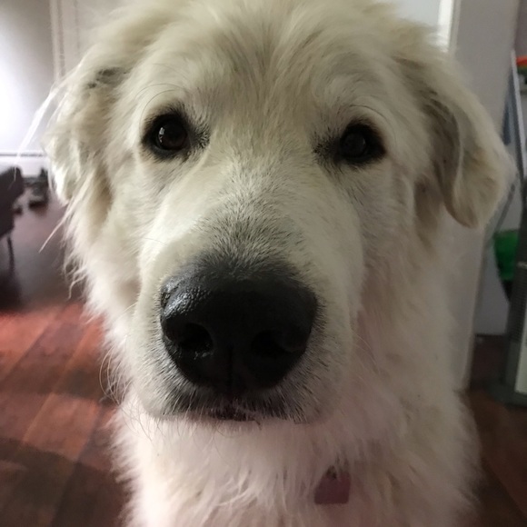 Meet your Posher, Leslie - Picture 1 of 1